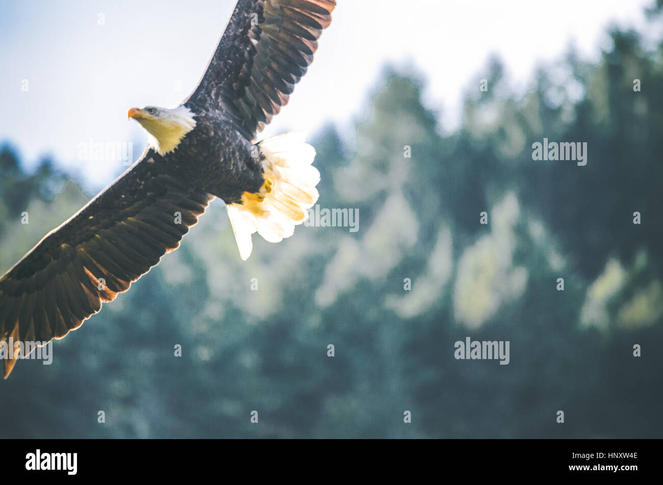 Nahaufnahme von Adler gegen sonnigen Baumkronen Stockfoto