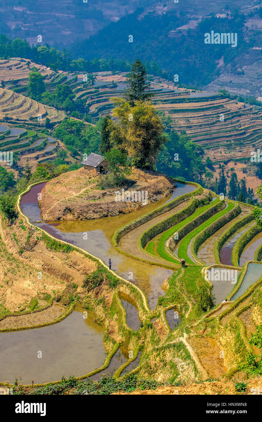 Reisterrassen von Yuanyang, Yunnan, China Stockfoto