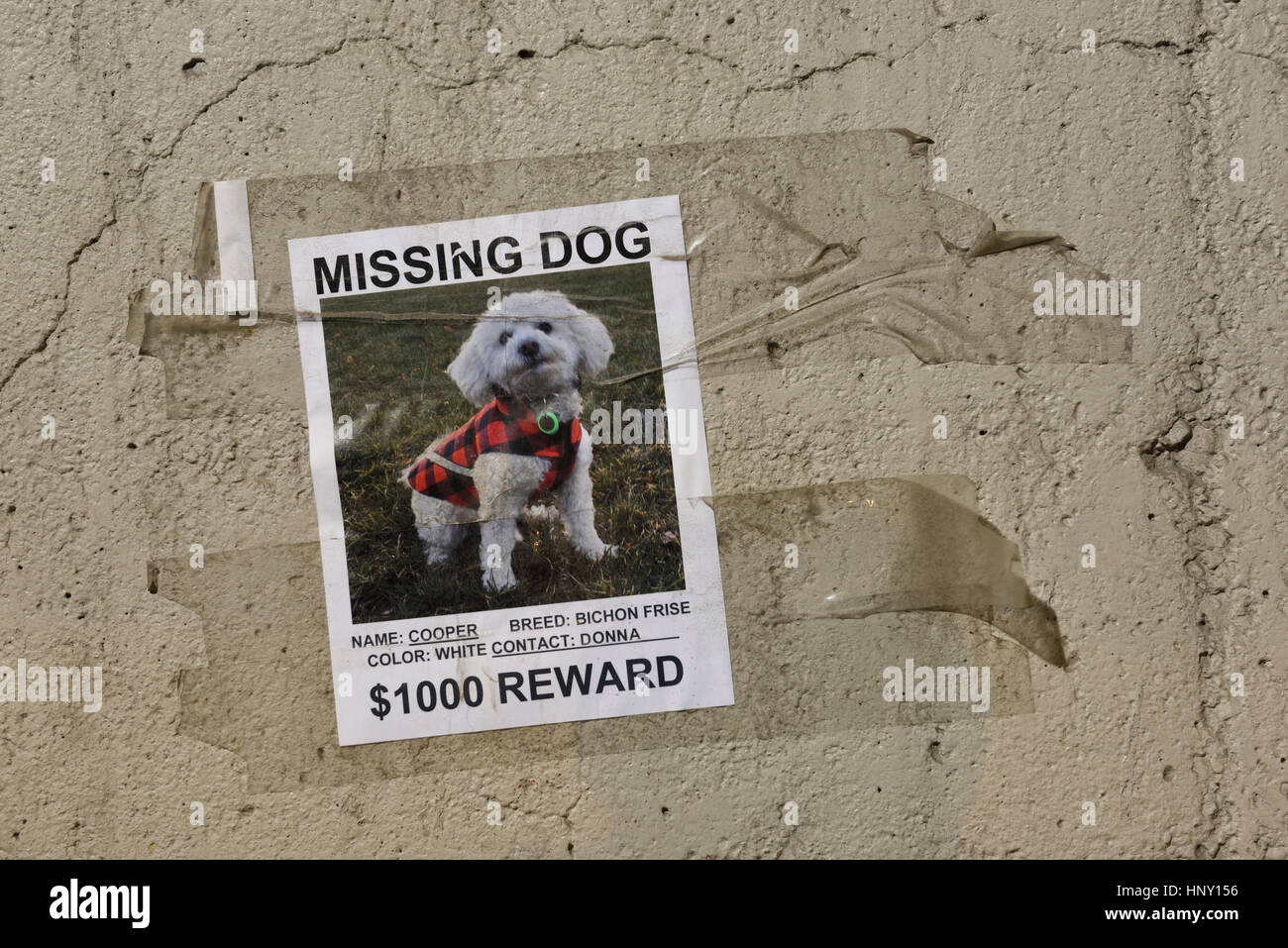 Plakat mit Klebeband an einer Betonwand für ein geliebtes Haustieren Hund fehlt ein weißen Bichon Frise mit Angebot von Belohnung Geld Stockfoto
