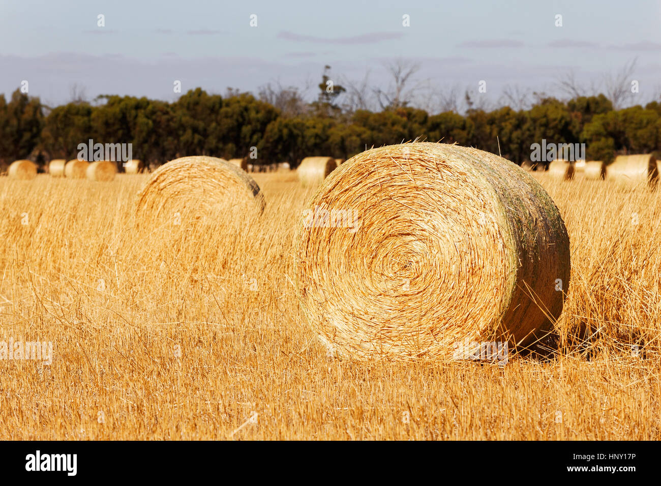Gerollten Heuballen auf Ackerland, Western Australia. Stockfoto