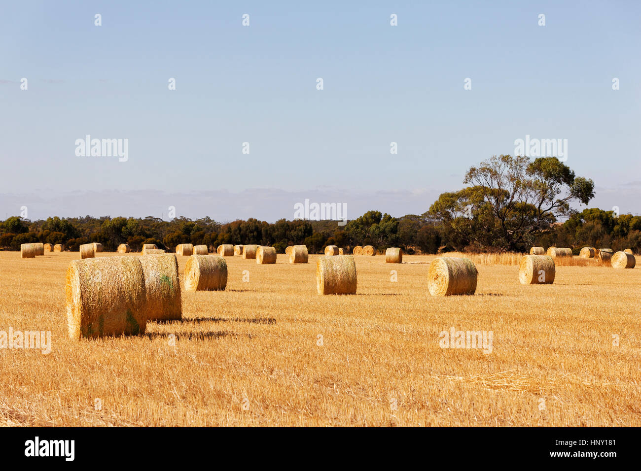 Gerollten Heuballen auf Ackerland, Western Australia. Stockfoto