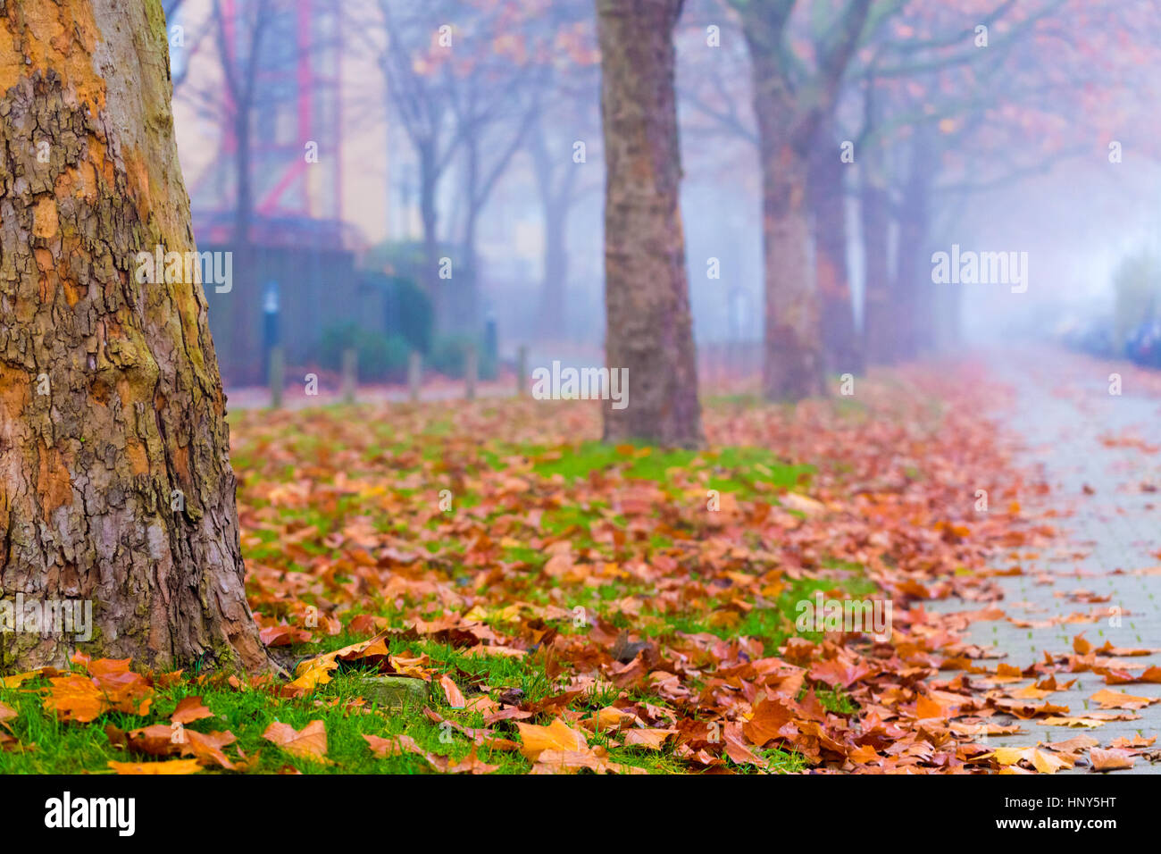 Straße Herbstlaub in Stadt mit gelbem im Nebel Stockfoto