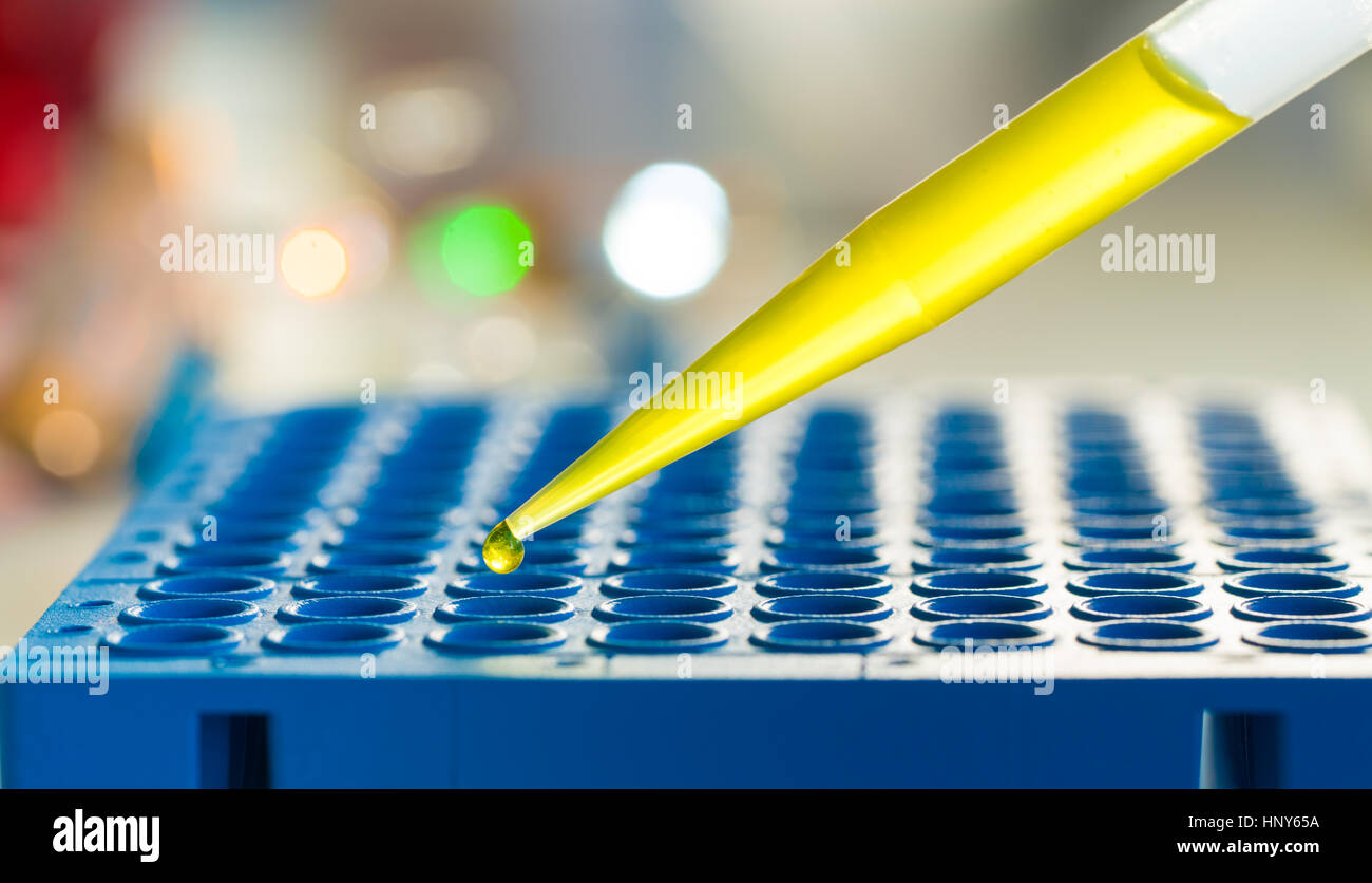 96 well Mikrotiter-Platte im Genlabor Stockfoto