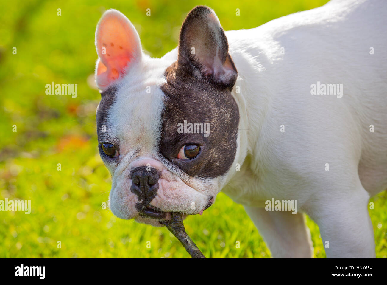 Französische Bulldogge-Porträt im Garten Stockfoto