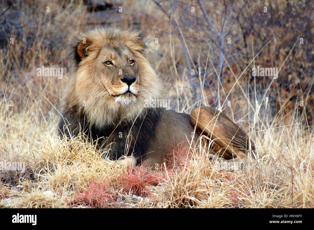 Ruhenden Löwen im Etosha Nationalpark in Namibia Stockfoto