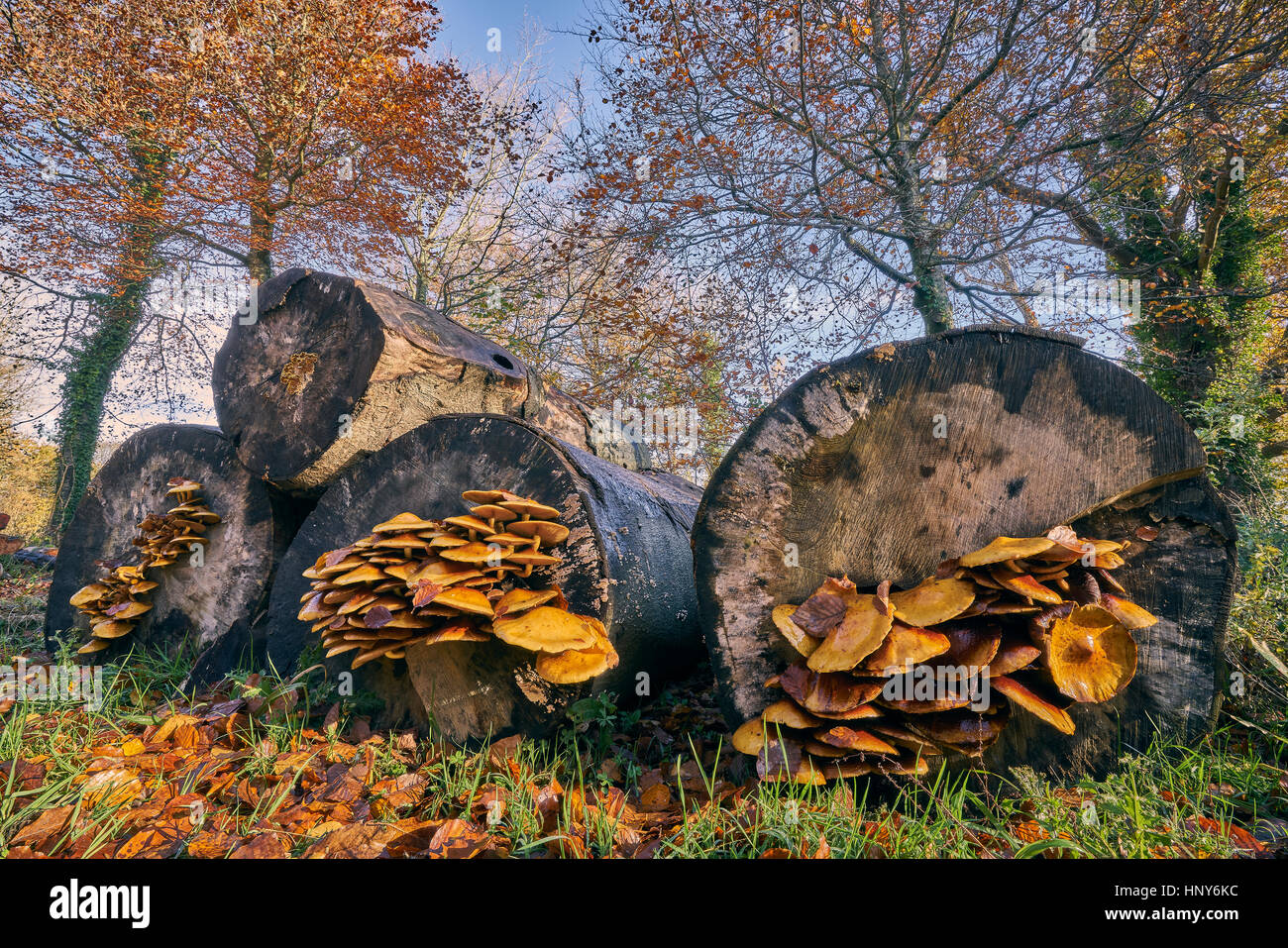 Fliegenpilze wachsen aus abgeschnittenen Baumstümpfe Stockfoto
