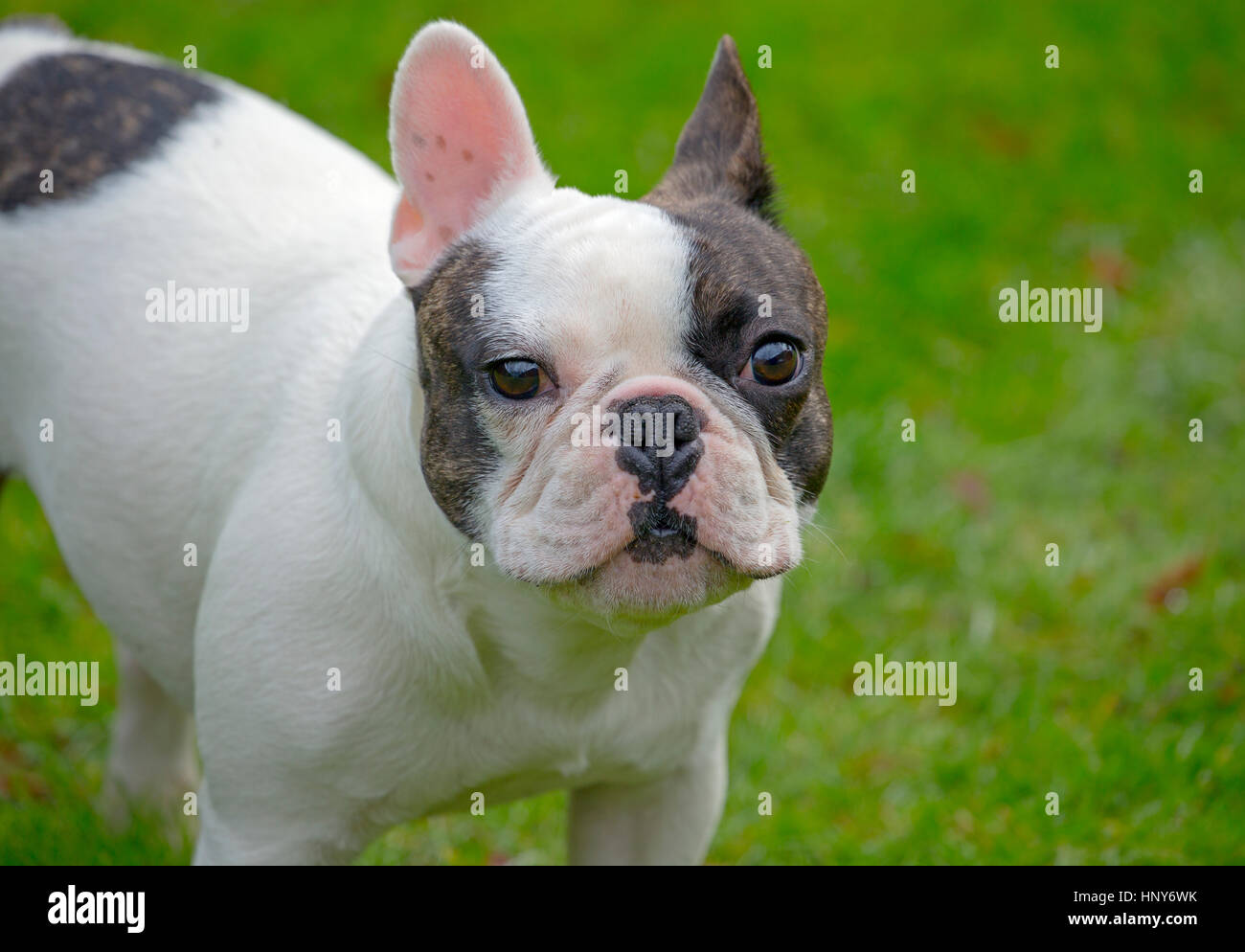 Französische Bulldogge-Porträt im Garten Stockfoto