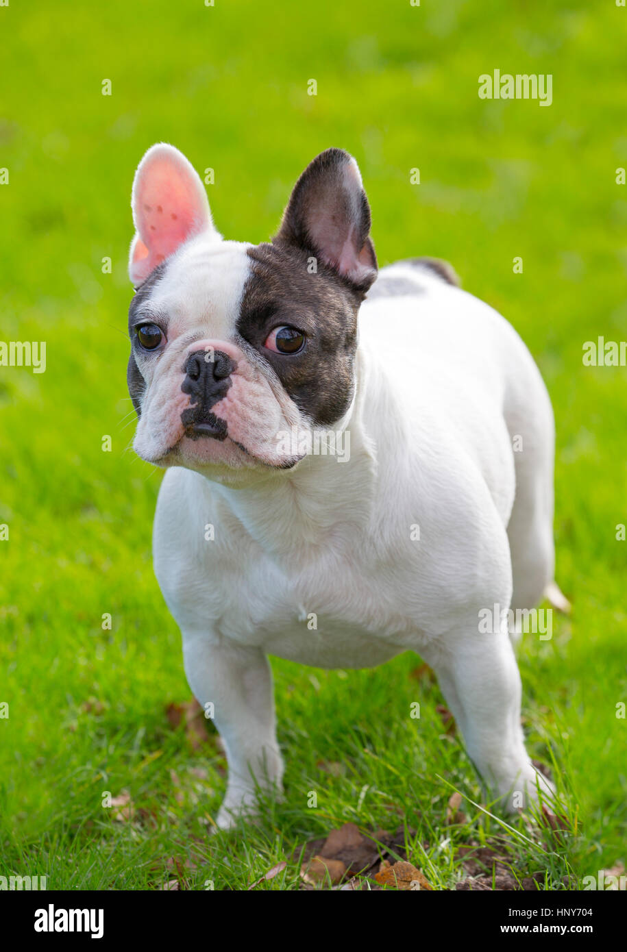 Französische Bulldogge-Porträt im Garten Stockfoto