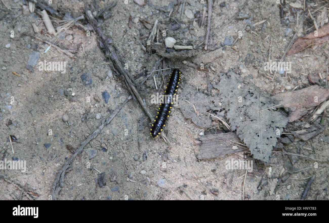 Boraria Stricta Tausendfüßler genommen im Smoky Mountain National Park Stockfoto