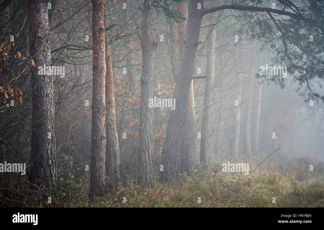 Ein Waldweg, gesäumt von Pinien im Nebel Stockfoto