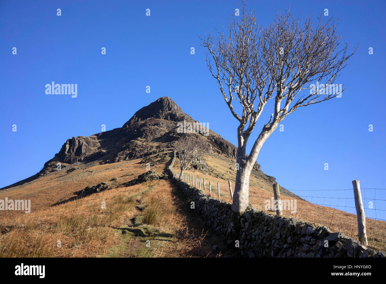 Einsamer Baum und Trockenmauer auf dem Weg zum Yewbarrow fiel, in der Nähe von Wastwater, Lake District, Cumbria, England, UK Stockfoto