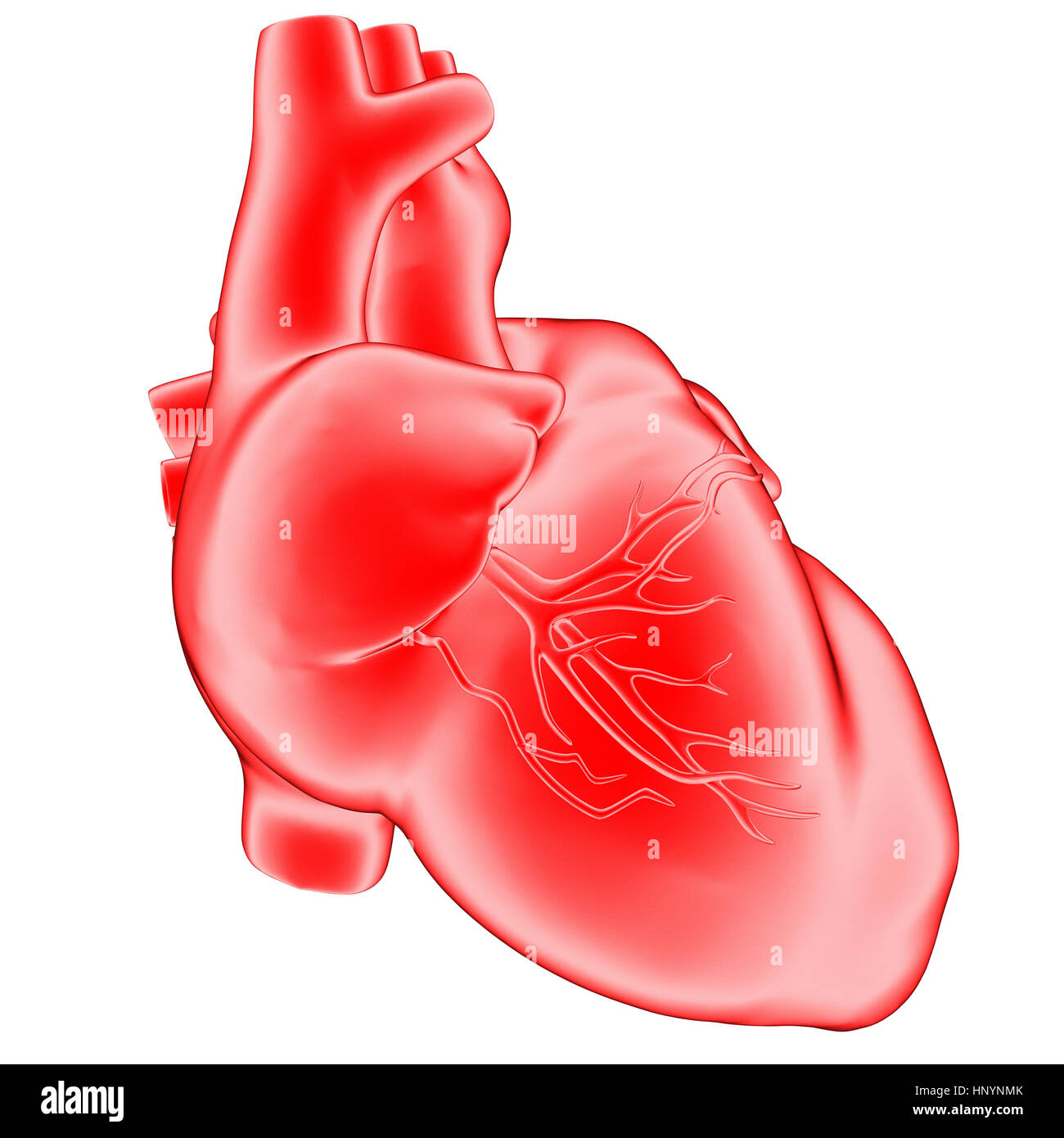 Menschliches Herz, auf dem weißen isoliert. 3D illustration Stockfoto