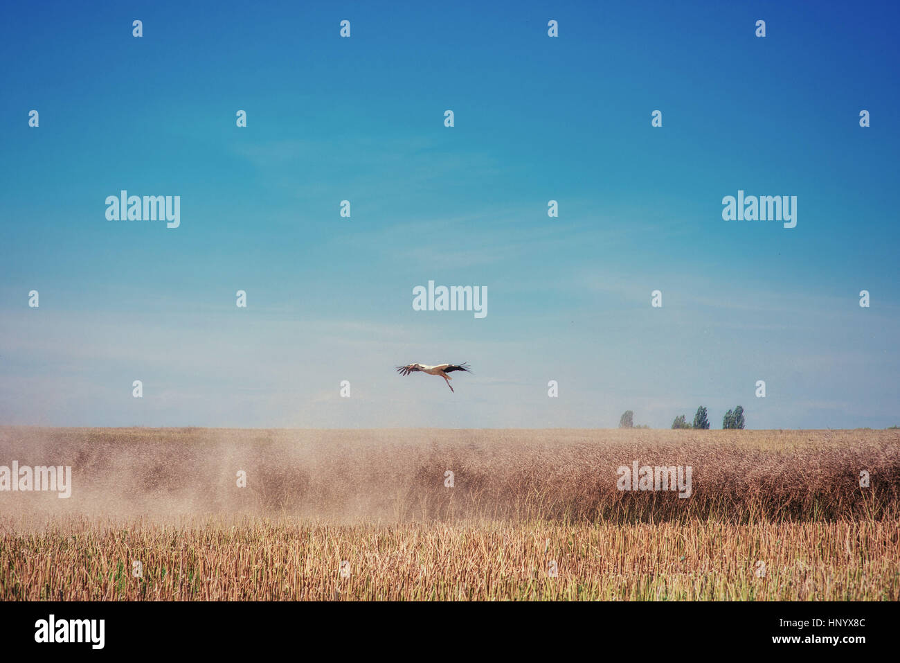 Storch auf einem Feld von goldener Weizen blauen Himmel Stockfoto