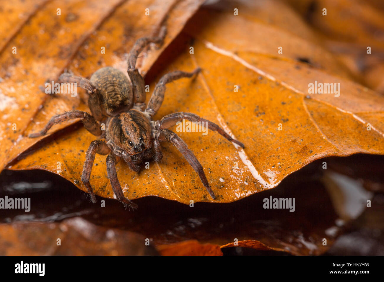 Boden Wolfsspinne, Trochosa Terricola eine häufige Art der Familie Lycosidae. Monmouthshire, UK Stockfoto