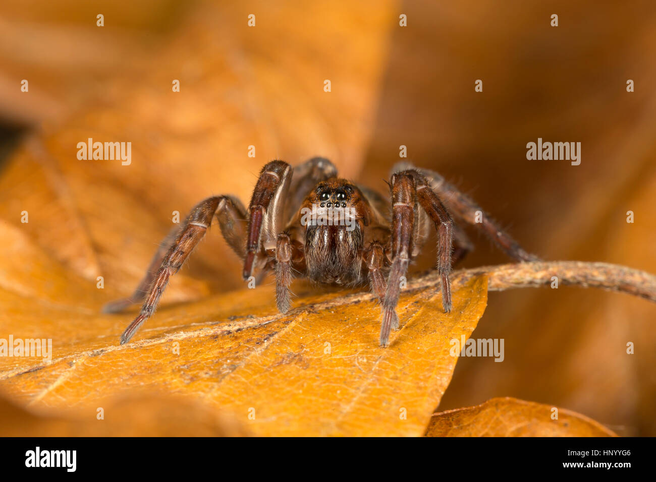 Boden Wolfsspinne, Trochosa Terricola eine häufige Art der Familie Lycosidae. Monmouthshire, UK Stockfoto