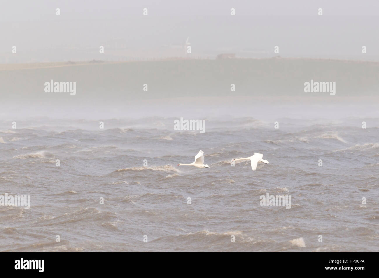 Schwäne fliegen in Sturm zwingen Winde auf Orkney Stockfoto