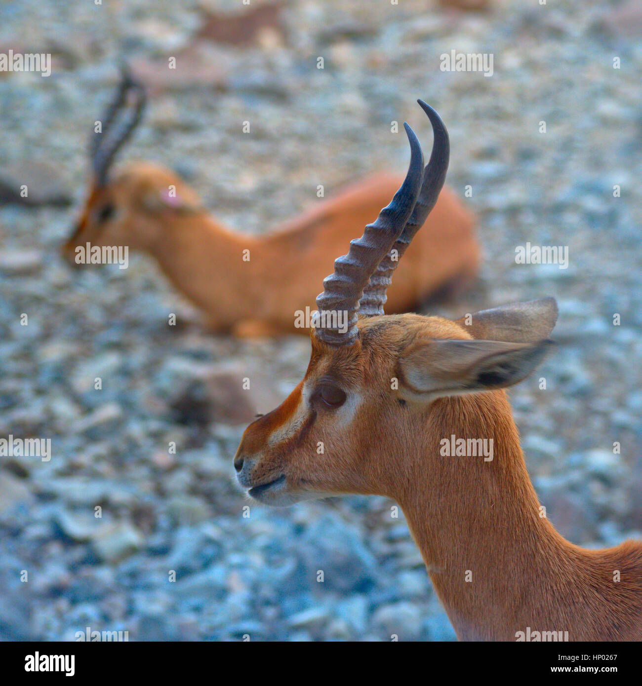 Arabische Gazelle Stockfoto