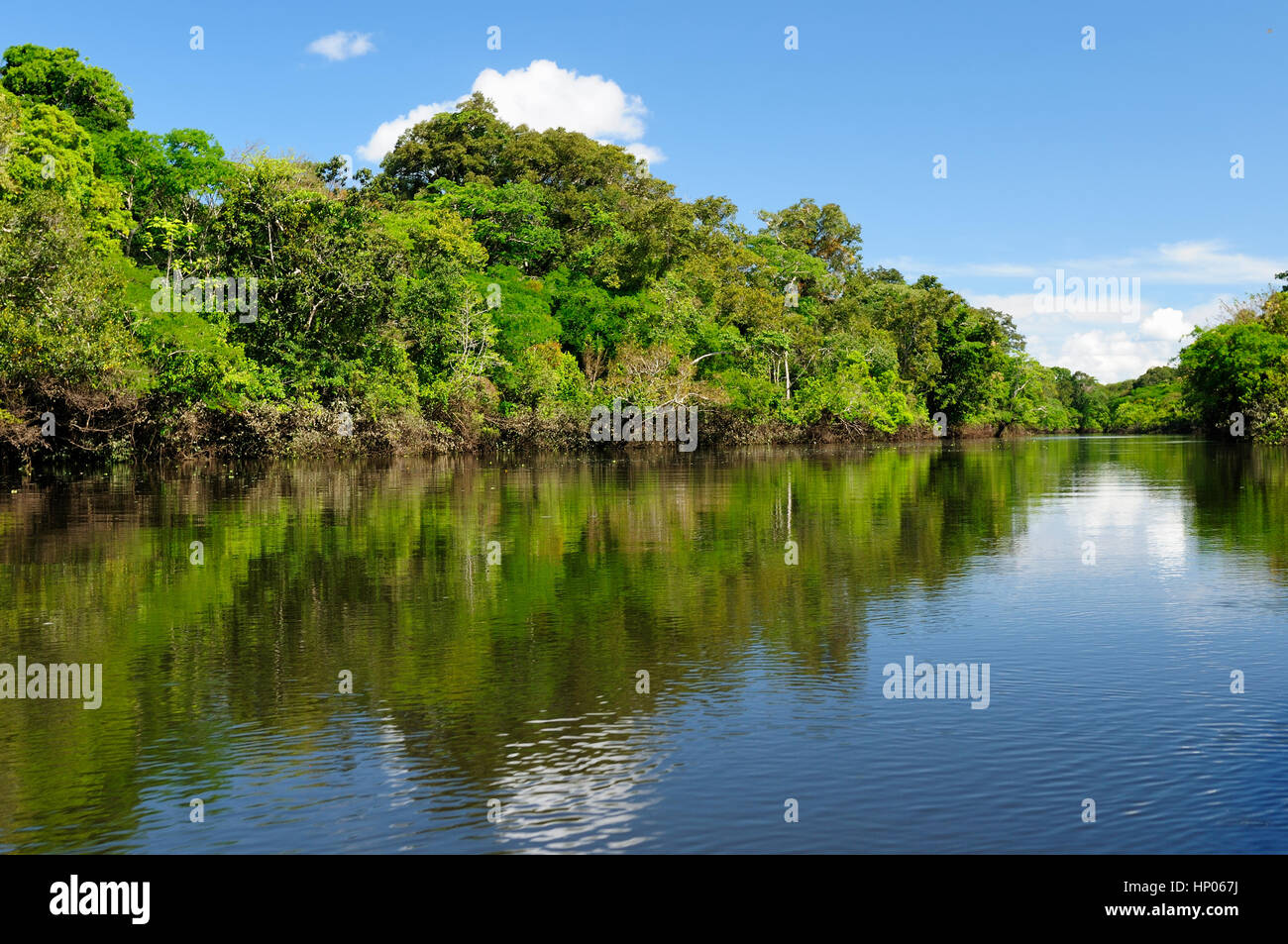 Amazonas-Landschaft. Das Foto präsentieren Amazonas, Brasilien Stockfoto