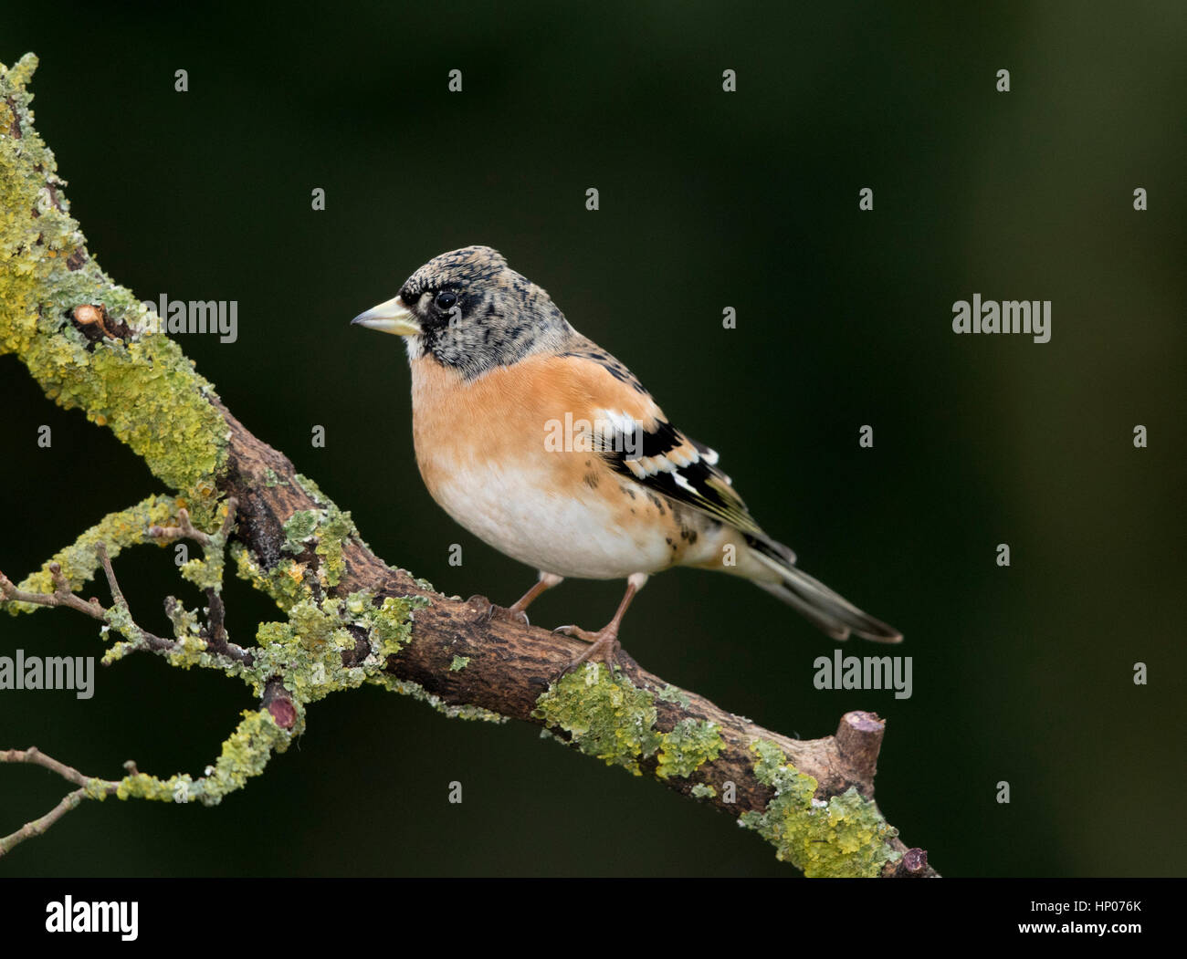 Bergfink mit "Erbse Kehle", Winter, Welshpool, Powys Stockfoto