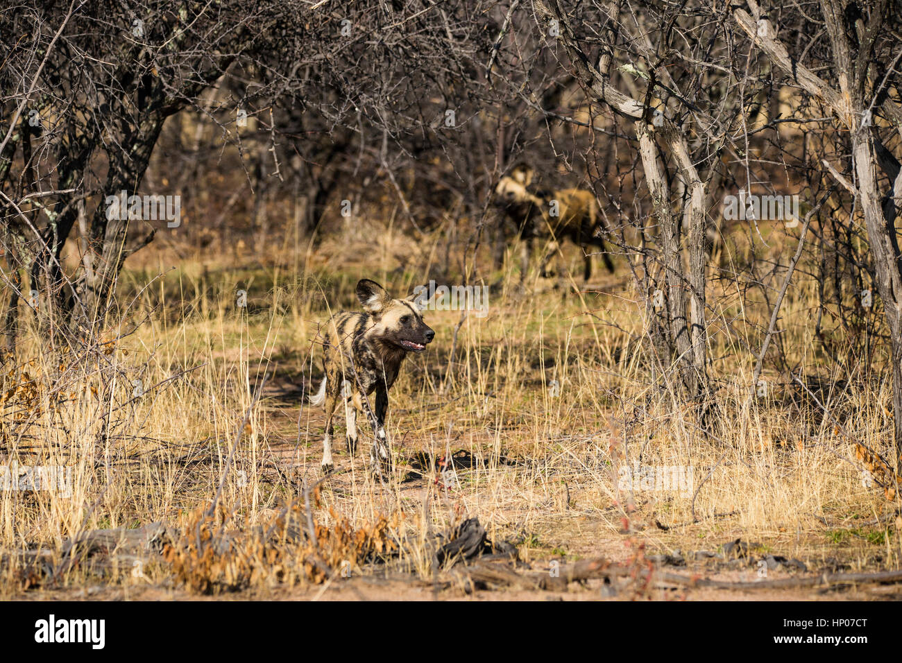 Afrikanischer Wildhund, Lycaon pictus, Okonjima, Namibia, Afrika, von Monika Hrdinova/Dembinsky Foto Assoc Stockfoto