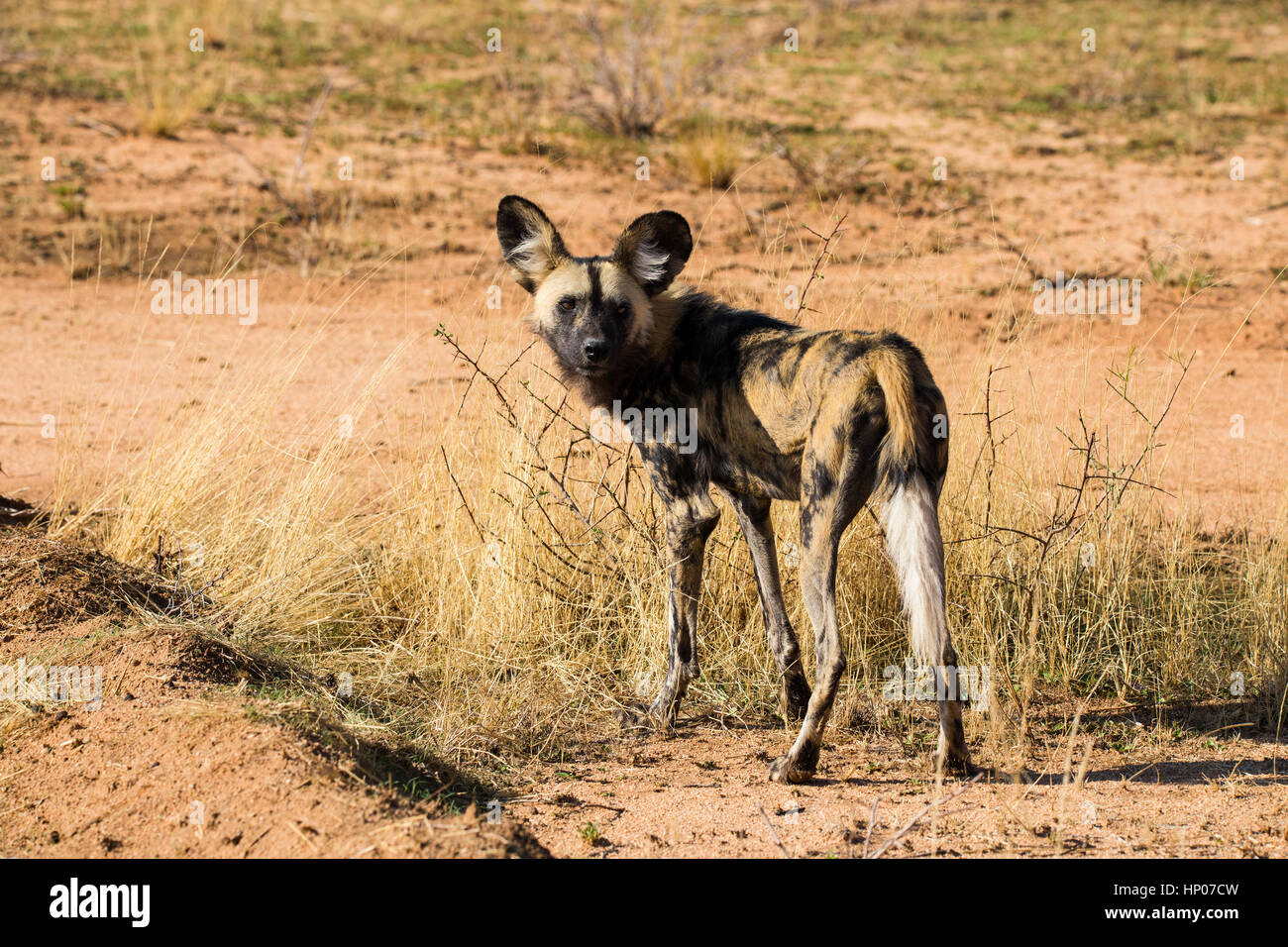 Afrikanischer Wildhund, Lycaon pictus, Okonjima, Namibia, Afrika, von Monika Hrdinova/Dembinsky Foto Assoc Stockfoto