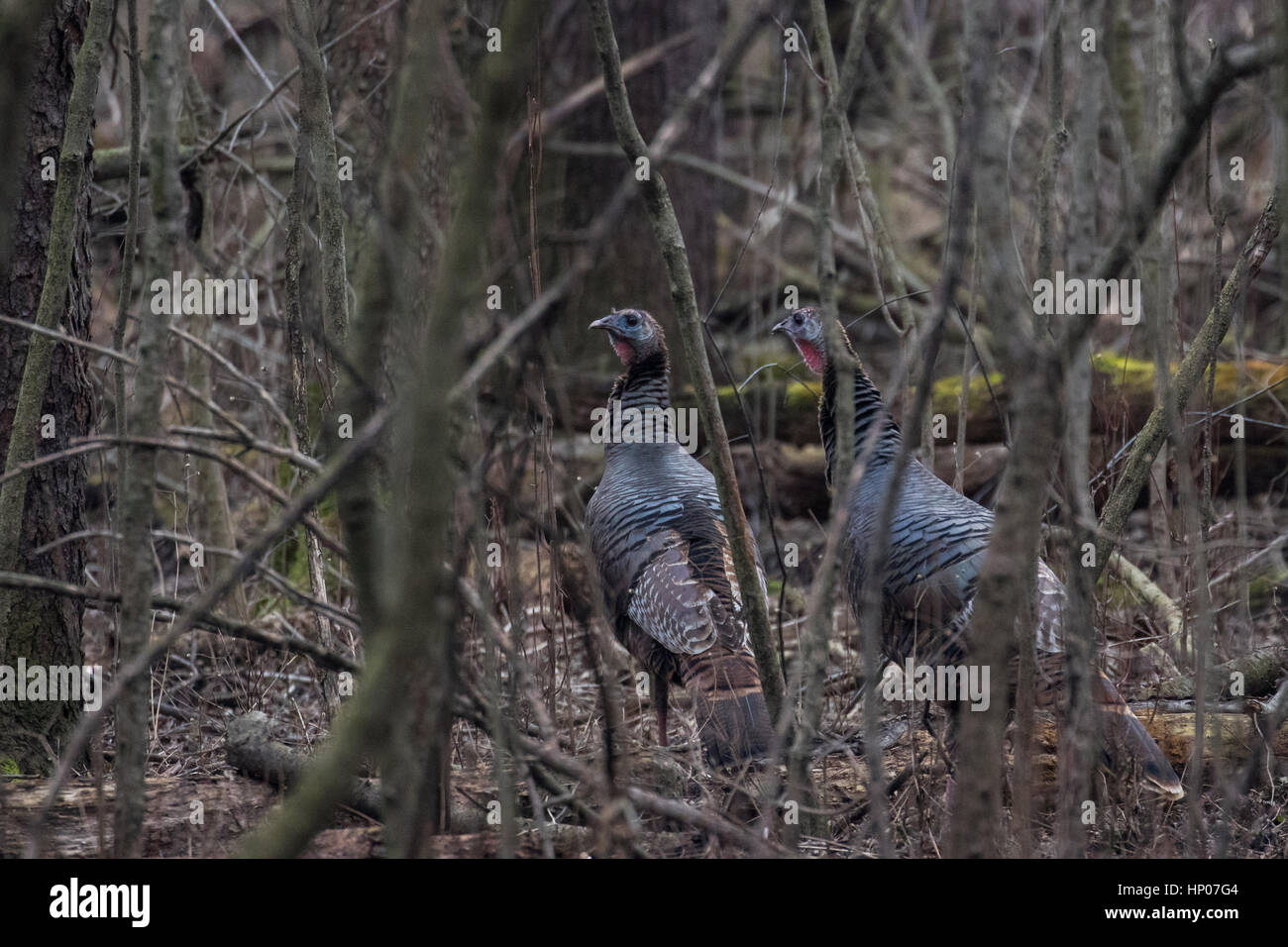 Wilder Truthahn Stockfoto