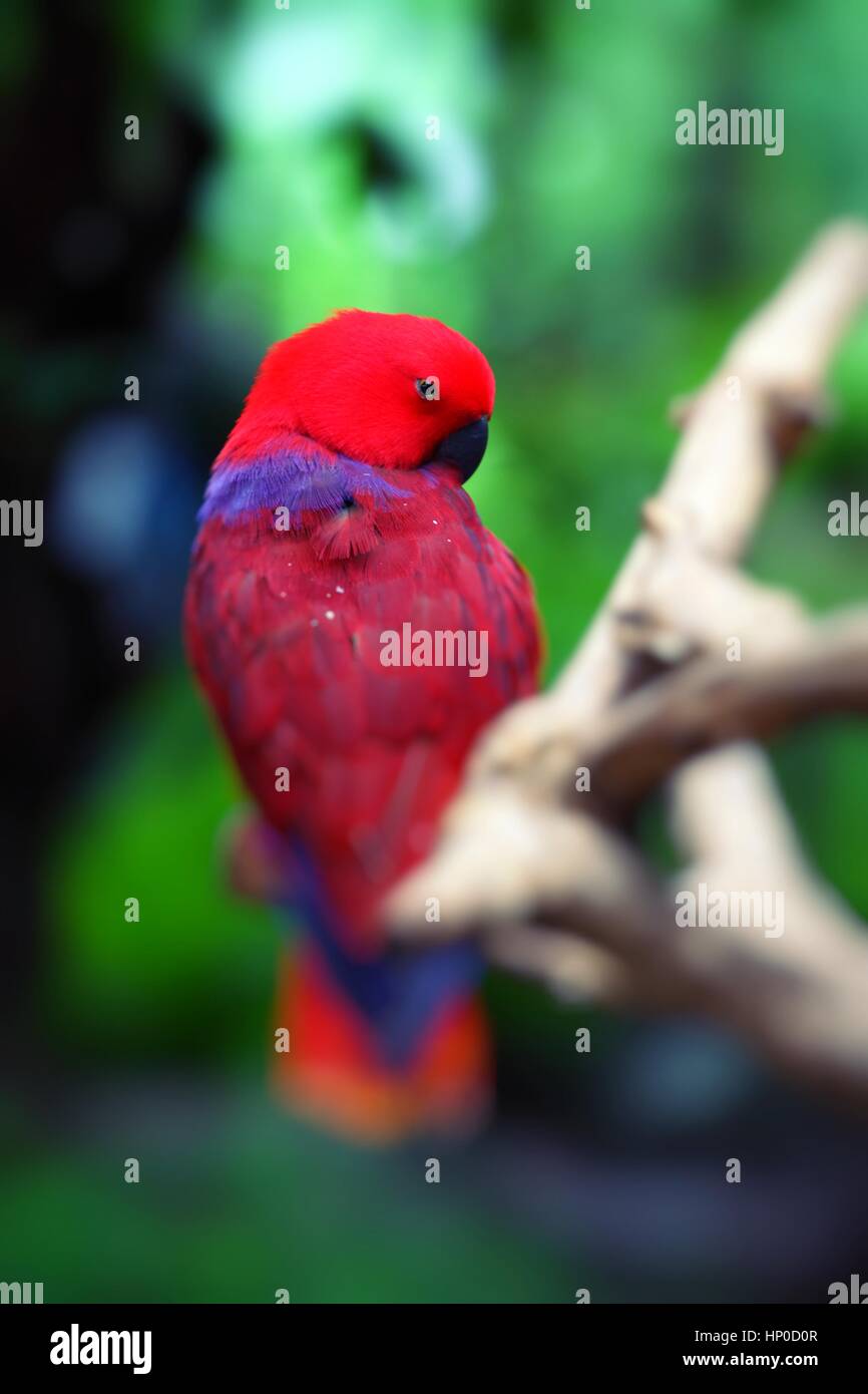 Roter Papagei über natürlichen Hintergrund. Stockfoto