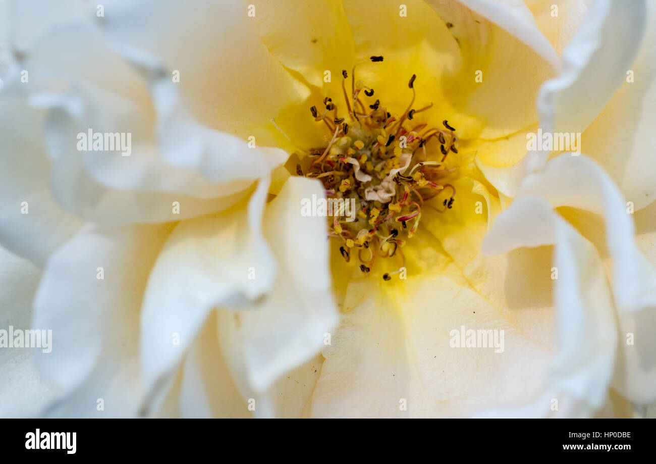 Nahaufnahme von blühten weiße Rose Stockfoto
