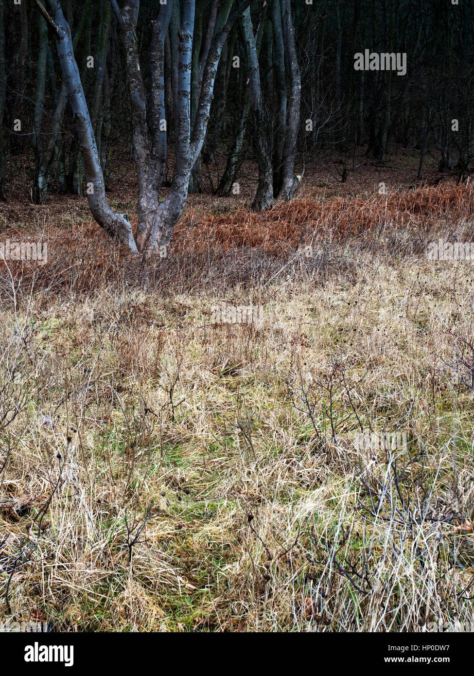 Dunklen Wald entlang der Fife-Mantel-Pfad in der Nähe von West Wemyss Fife Schottland Stockfoto