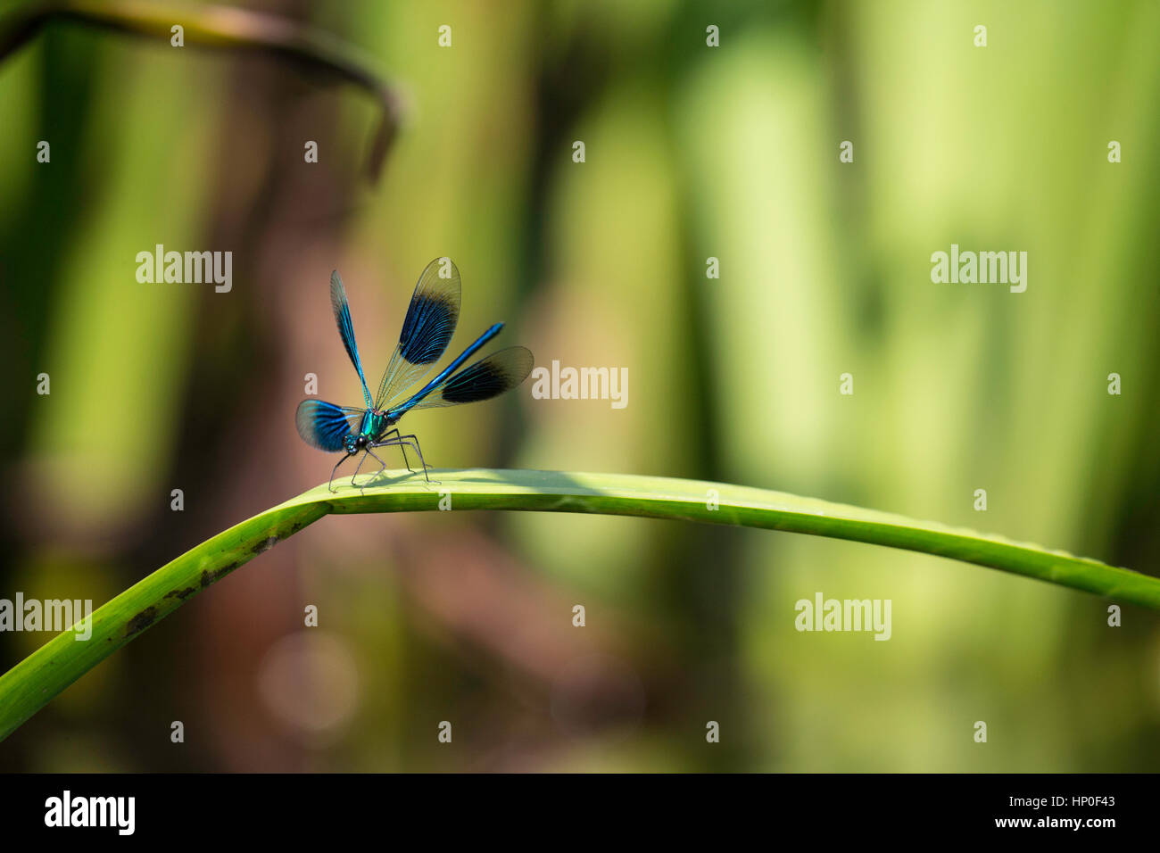 Männliche gebändert Prachtlibelle (Calopteryx Splendens) aussteigen auf Reed, öffnen Flügel Stockfoto