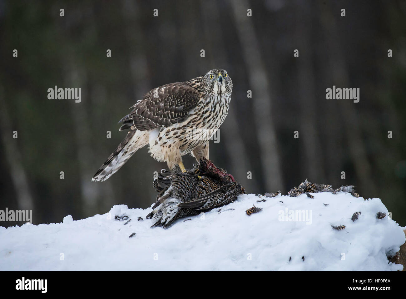 Nördlichen Habicht (Accipiter Gentilis) Fütterung auf ein Birkhuhn-Kadaver in einer verschneiten Landschaft Stockfoto