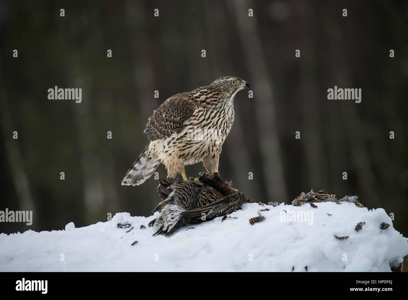 Nördlichen Habicht (Accipiter Gentilis) Fütterung auf ein Birkhuhn-Kadaver in einer verschneiten Landschaft Stockfoto