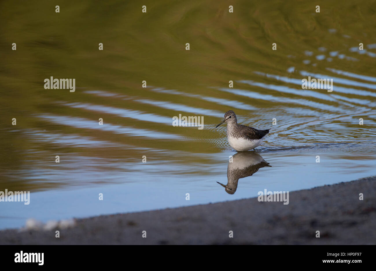 Männliche grüne Flussuferläufer (Tringa Ochropus) waten durch das Wasser am Ufer des einen Meeresarm, Erstellen von Wellen Stockfoto