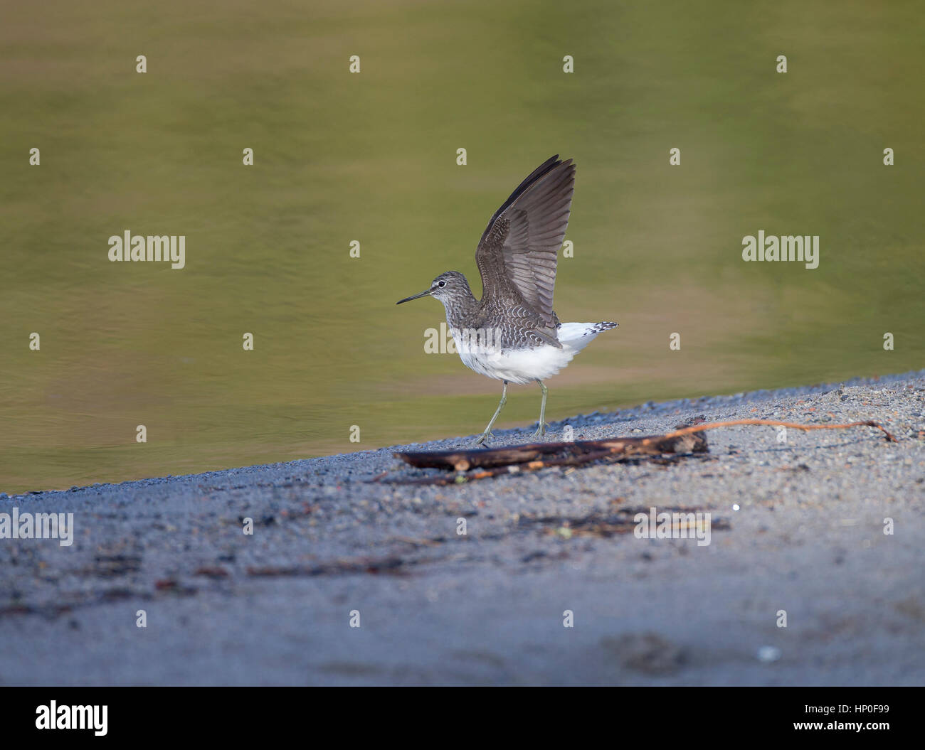 Männliche grüne Flussuferläufer (Tringa Ochropus) anzeigen mit den Flügeln am Ufer des einen Meeresarm Stockfoto