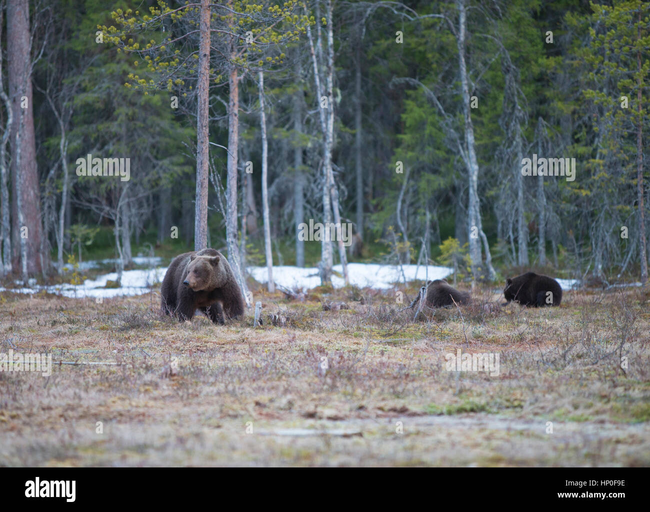 Weibliche Braunbären (Ursus Arctos) und ihre zwei jungen in den Wald Sumpf von Finnland im Frühjahr Stockfoto