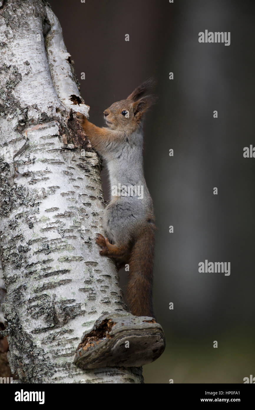 Eichhörnchen (Sciurus Vulgaris) klettern einen Birke Stamm Stockfoto