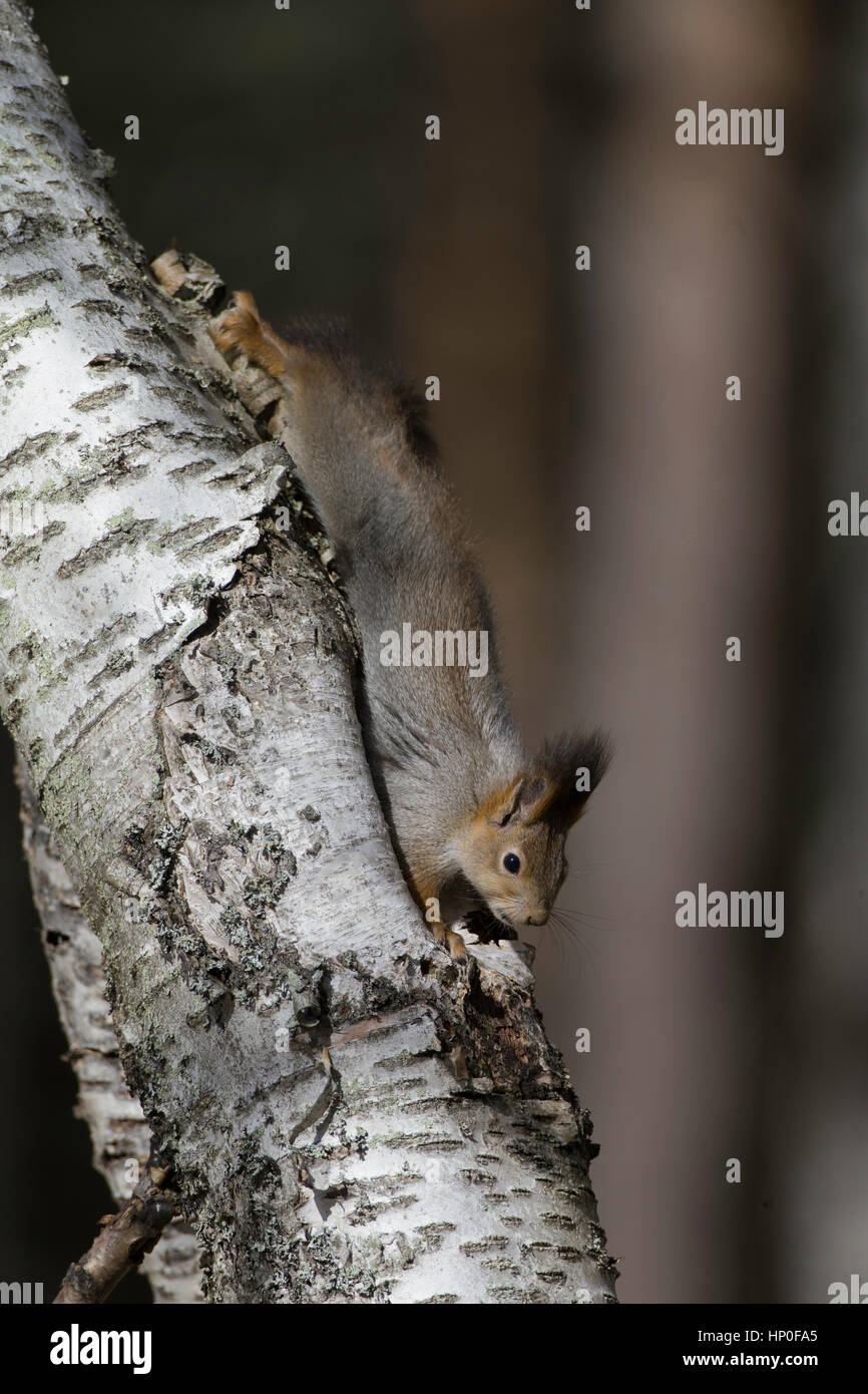 Eichhörnchen (Sciurus Vulgaris) Kopf, Fütterung auf eine Birke Stamm Stockfoto