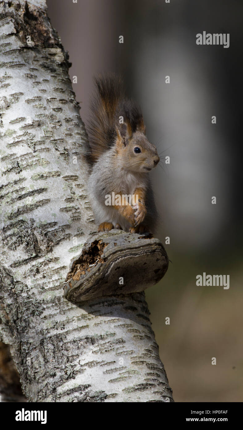 Eichhörnchen (Sciurus Vulgaris) sitzt auf einer Halterung Pilz, auf einem Baumstamm Silver birch Stockfoto