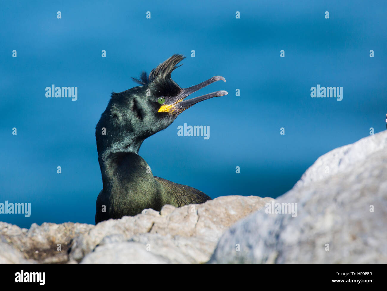 Nahaufnahme von einem Shag (Phalacrocorax Aristotelis) mit seiner Wappen oben und Schnabel offen, vor einem dunklen blau des Meeres. Stockfoto