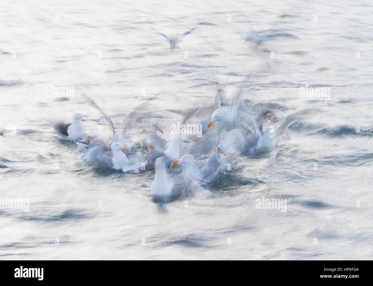 Slow-Shutter Geschwindigkeit Schuss aus einer Gruppe von Silbermöwen (Larus Argentatus) Tauchen und kämpfen für Essen auf der Oberfläche des Meeres Stockfoto