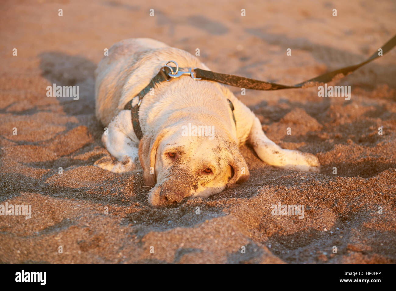 Trauriger Labrador Hund Handauflegen im Sonnenuntergang angezündet Stockfoto
