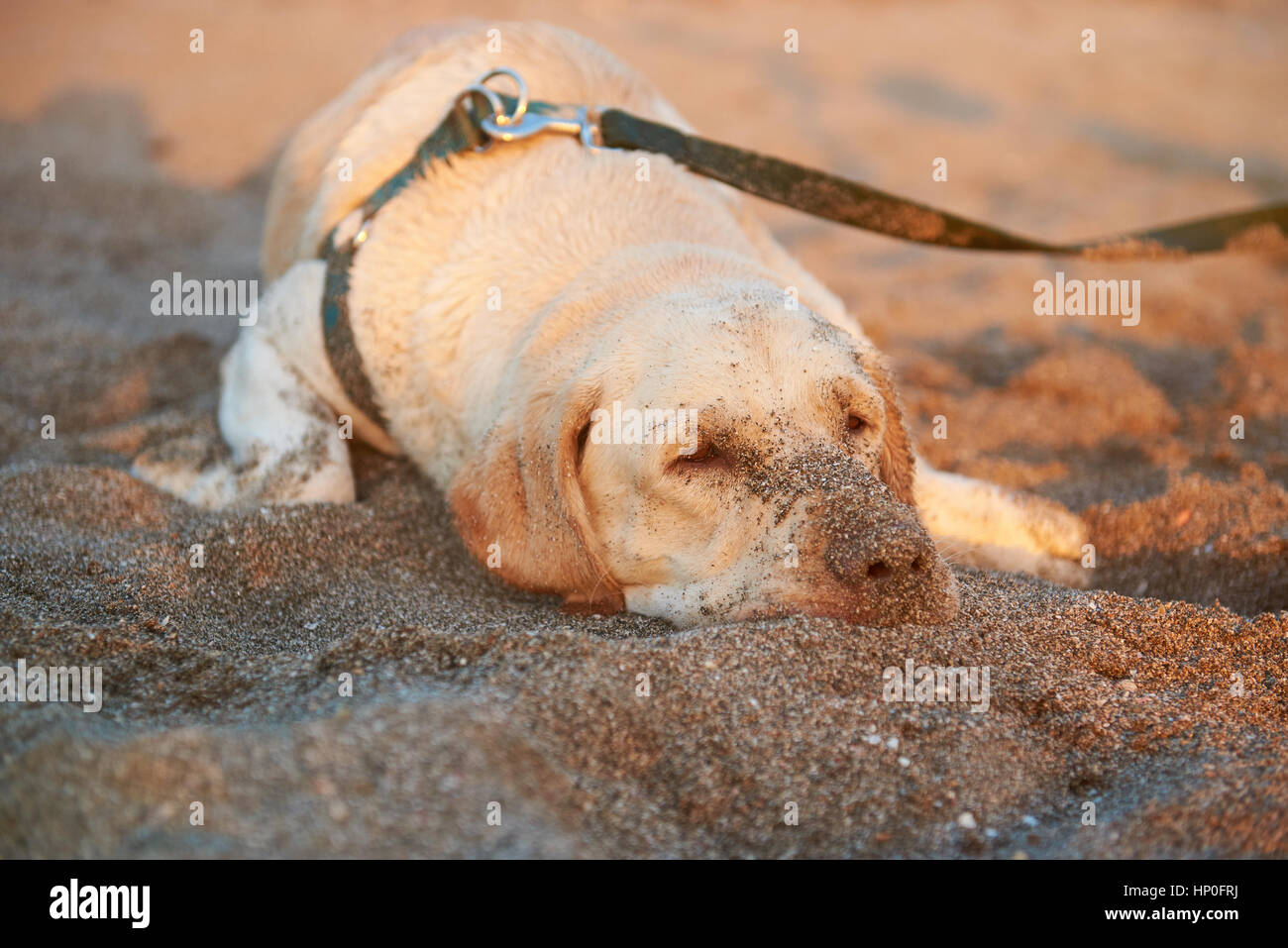 Trauriger Labrador lag am Strand im Abendlicht mit schmutzigen Nase Stockfoto