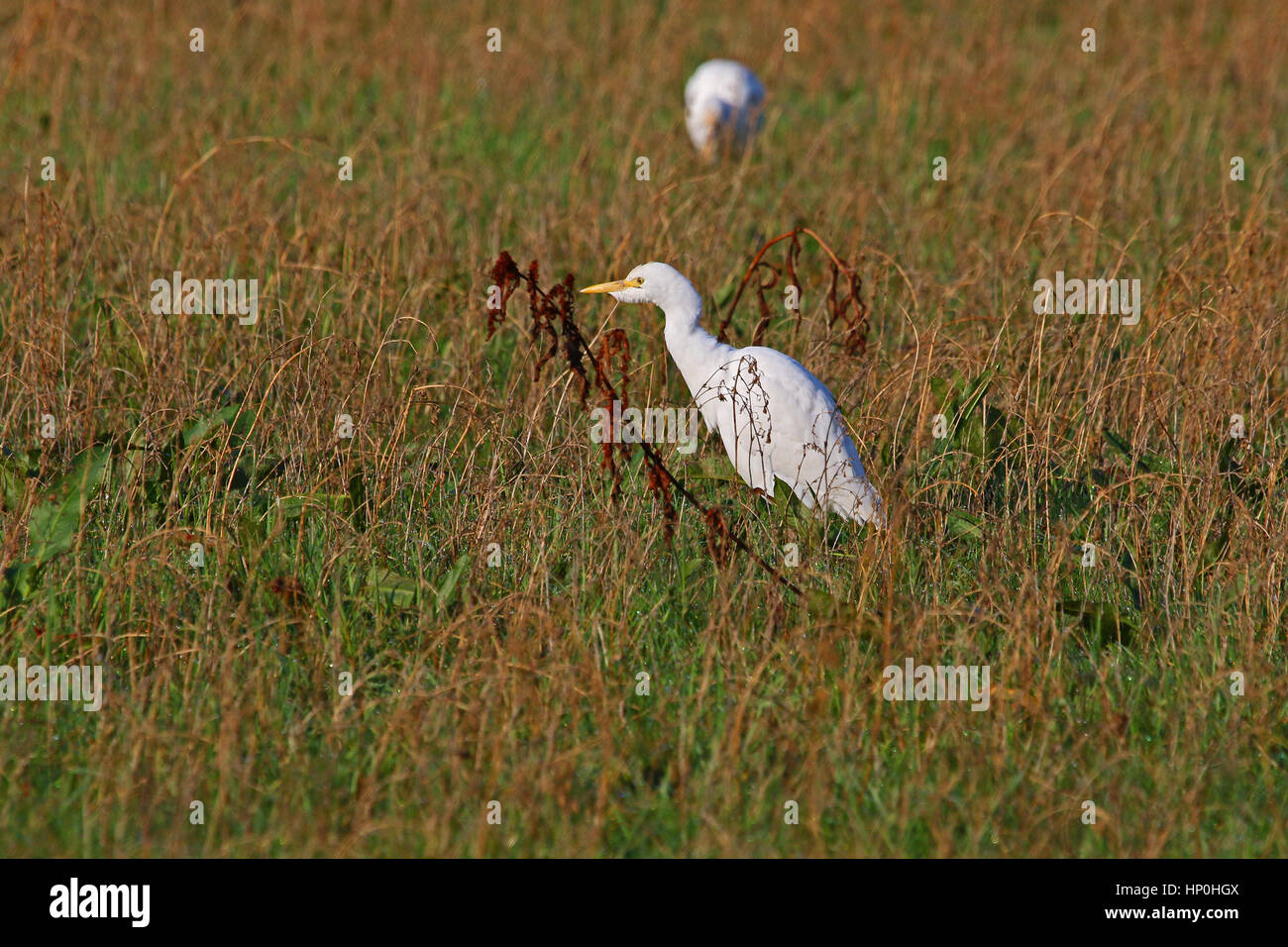 Kuhreiher auf überfluteten Agrarbereich in Mittelitalien, die erste Zucht Farben zeigen lateinischen Namen Bubulcus Ibis von Ruth Schwan Stockfoto