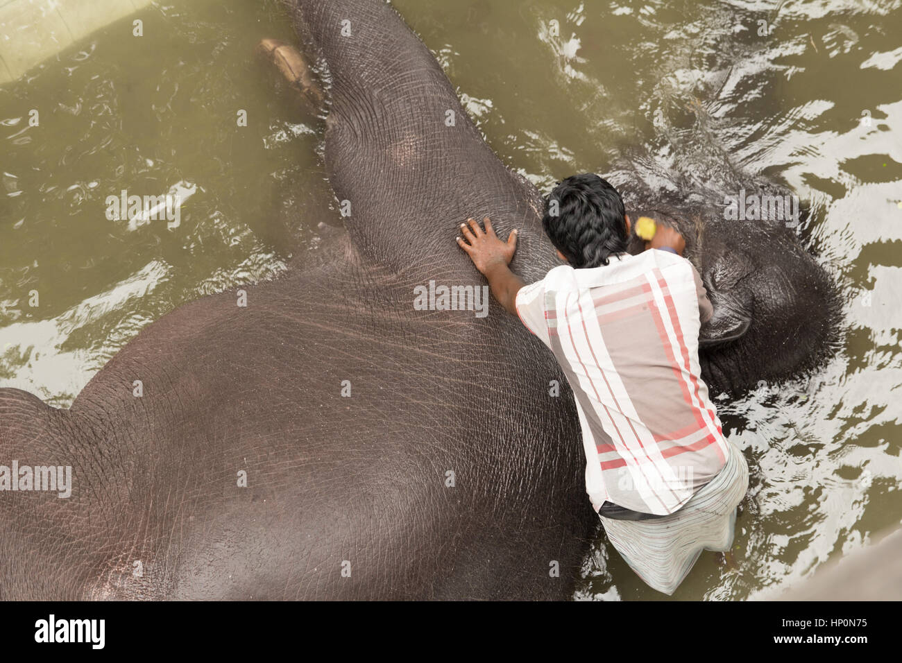 COLOMBO, SRI LANKA - 24. November 2013: Mann Waschen Elefant in Colombo, Sri Lanka am 24. November 2013 Stockfoto