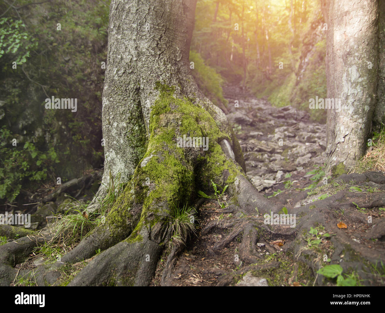 bemooste Baum im Wald Stockfoto