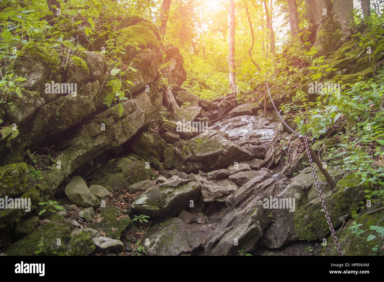 steilen Wanderweg im Wald Stockfoto