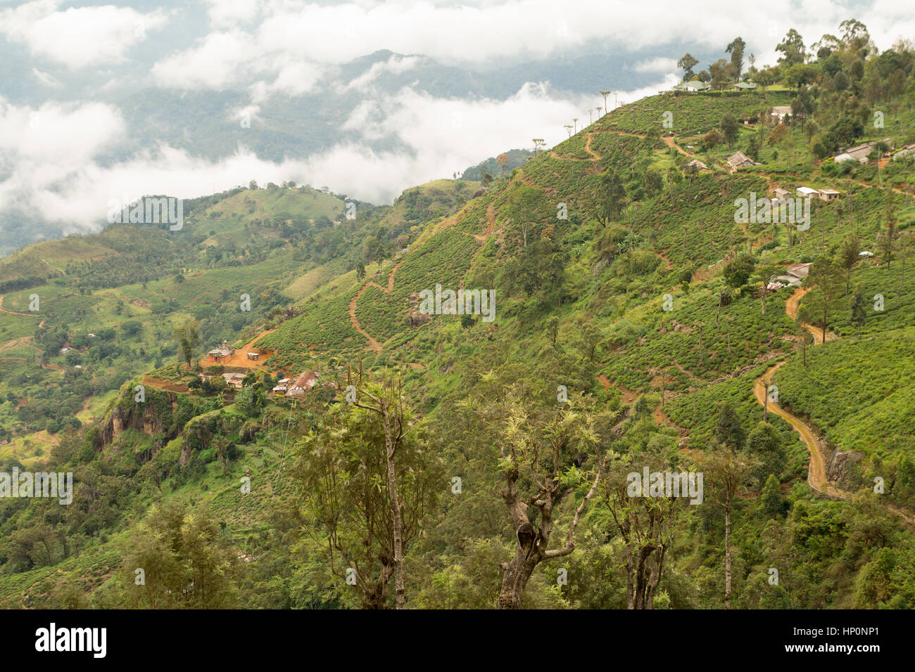 Hügel-Landschaft mit Teeplantagen Stockfoto