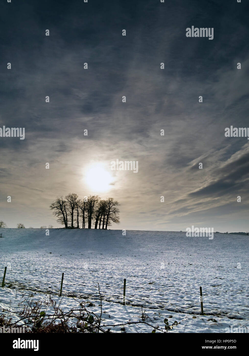 Tief stehender Sonne und dramatischer Himmel hinter Wäldchen von Bäumen im tief verschneiten Feld, Derbyshire, England, UK Stockfoto