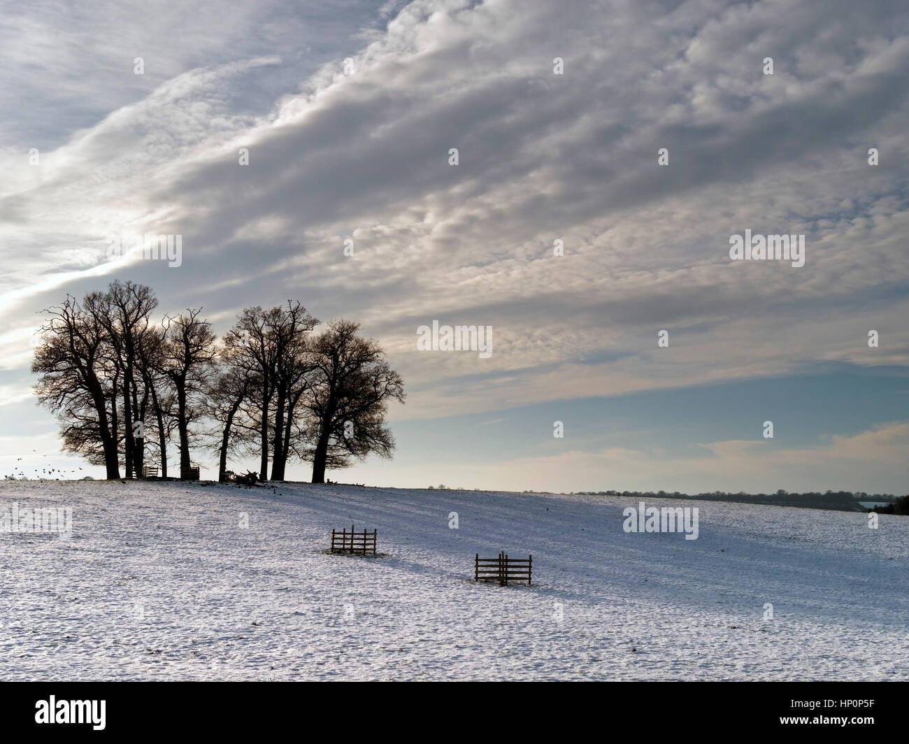 Englischen Winter Landschaft mit sonnigen Wäldchen der Bäume im Schnee bedeckt Feld, Derbyshire, England, UK Stockfoto