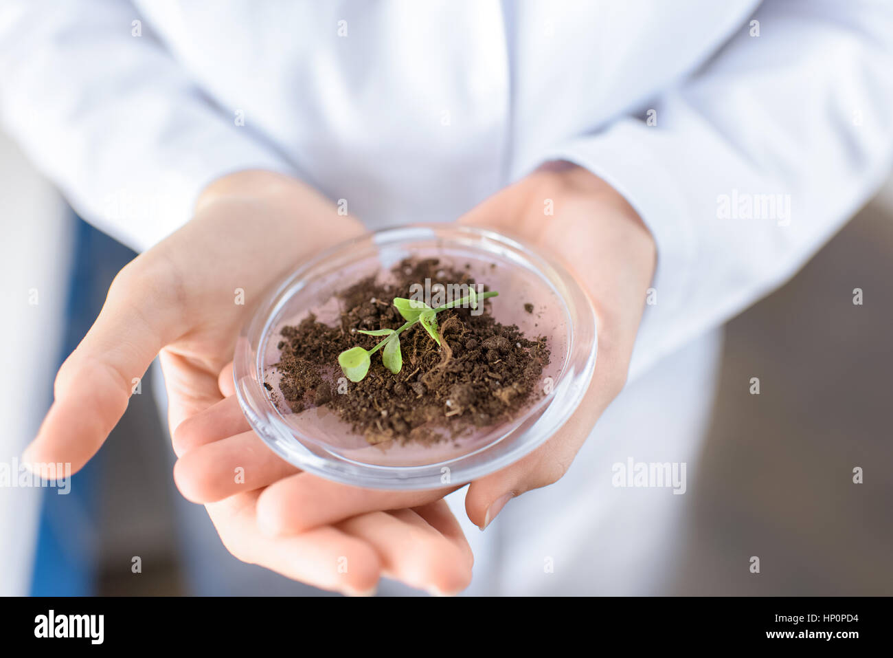 Wissenschaftler halten Behälter mit Pflanzen am Boden Stockfoto